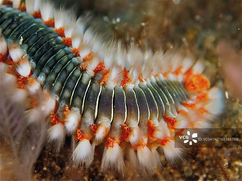 海中火焰多毛虫特写图片素材