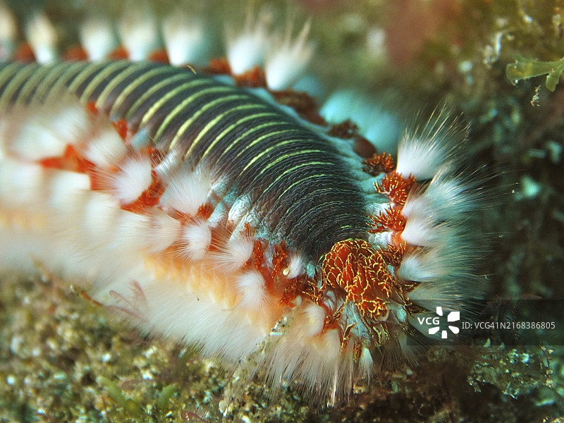 海中海毛虫特写，展示其复杂细节和颜色，位于西班牙加那利群岛阿里纳加埃尔卡布隆海洋保护区图片素材