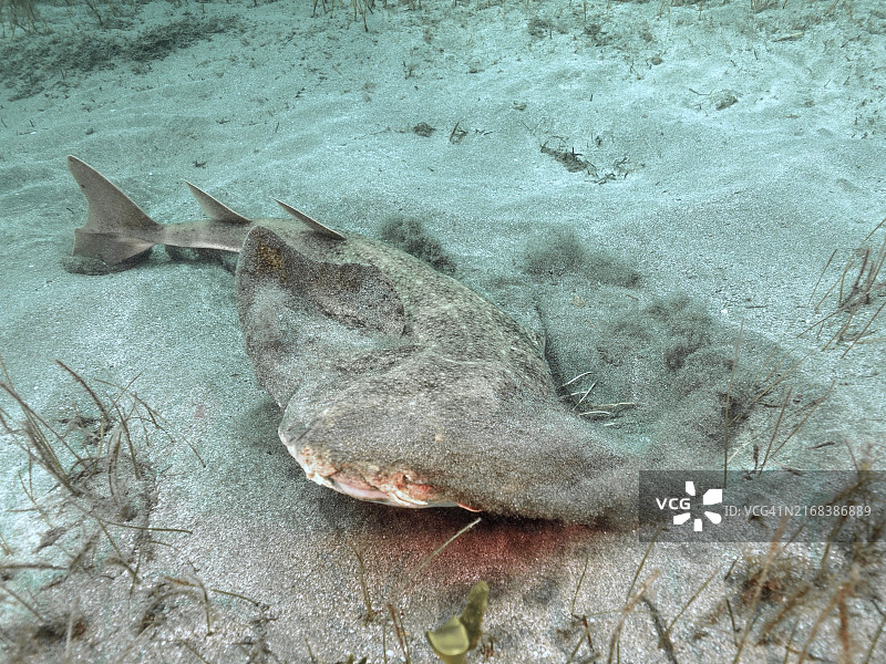 加那利群岛海域的安康鱼图片素材