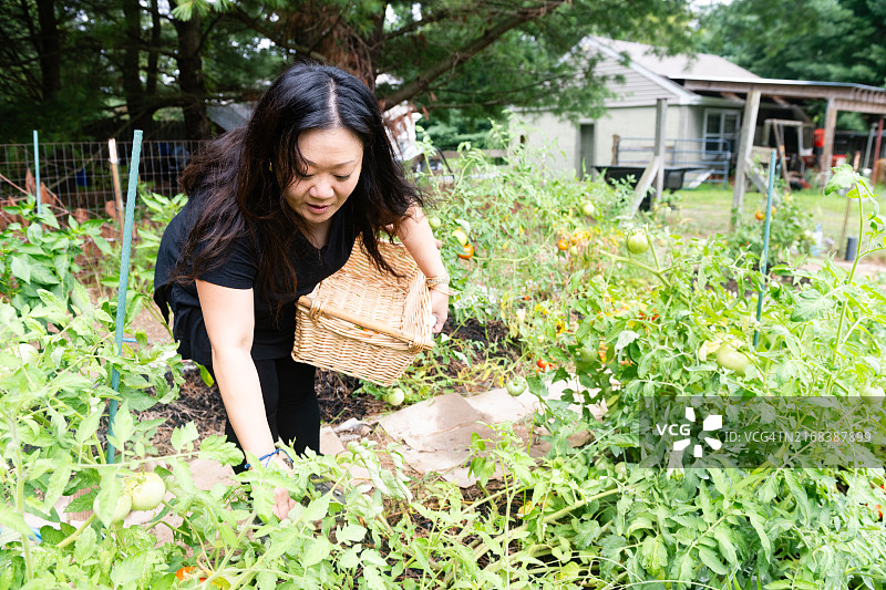 在新泽西州农场采摘番茄的亚裔女人图片素材