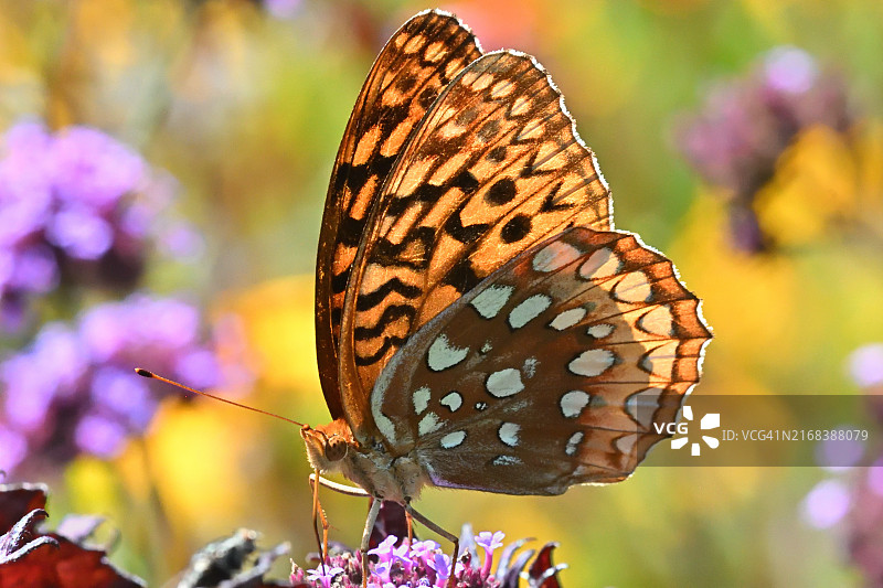 马鞭草上逆光照射的大斑点蛱蝶图片素材
