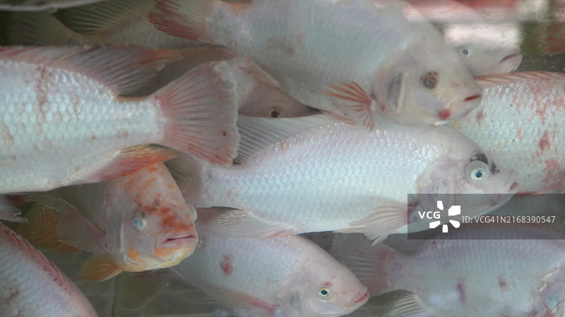 水族箱中的罗非鱼，食品水产养殖图片素材