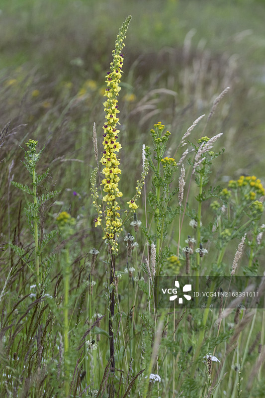深色毛蕊花，德国下萨克森州埃姆斯兰地区，欧洲图片素材