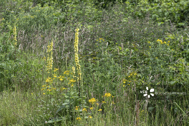 深色毛蕊花，德国下萨克森州埃姆斯兰地区，欧洲图片素材