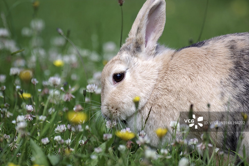 兔子（家兔），草地，三叶草，复活节，在开花的三叶草草地中间的兔子特写图片素材