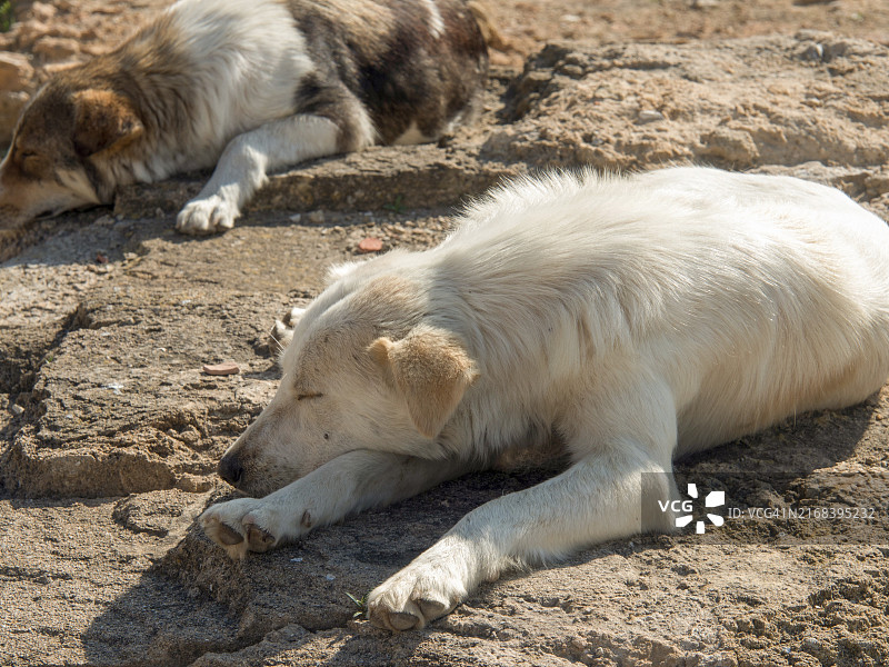 两只狗在户外休息，突尼斯，非洲图片素材