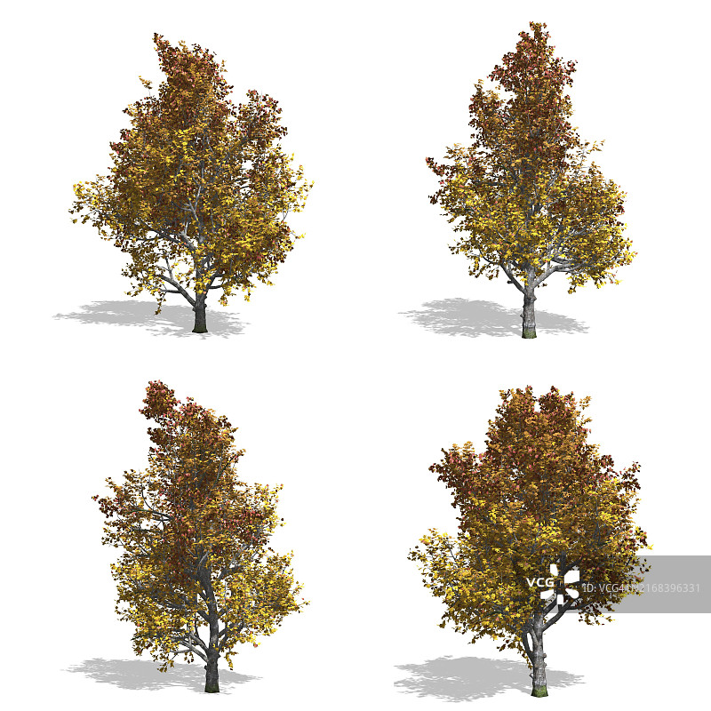 白色背景下的秋日枫树图片素材