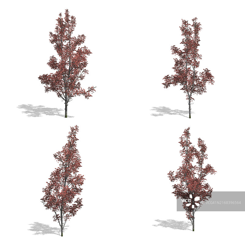 白色背景下的秋日枫树图片素材