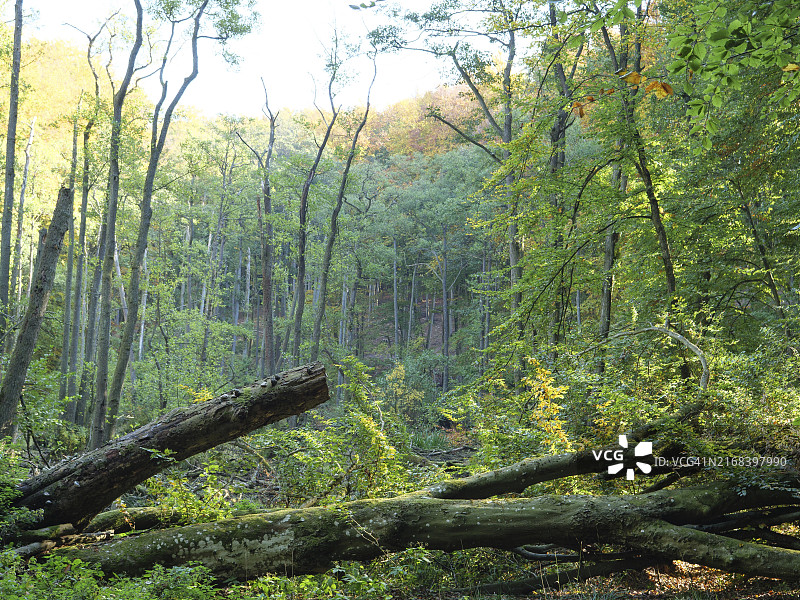 德国吕根岛，茂密的森林里倒下的树木和茂盛的绿色植物营造出宁静而未受破坏的氛围图片素材