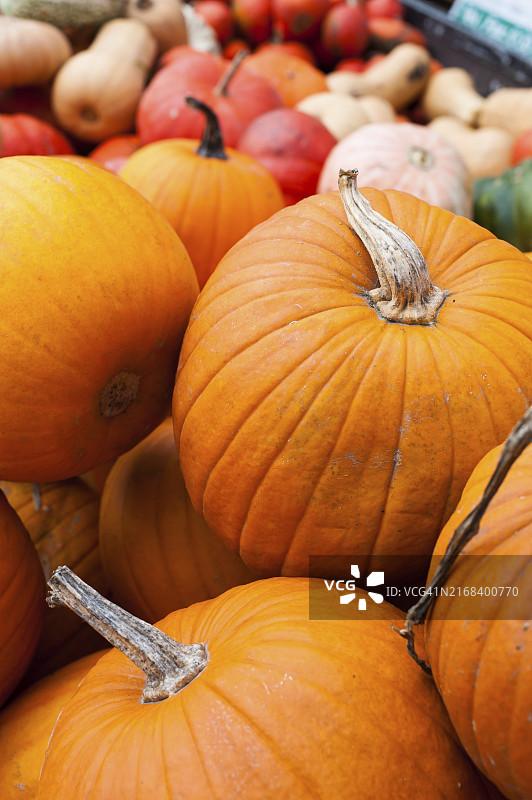 德国柏林市场上出售的各种南瓜图片素材