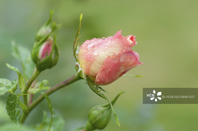 含苞待放的粉黄色双色玫瑰花蕾，带雨滴图片素材