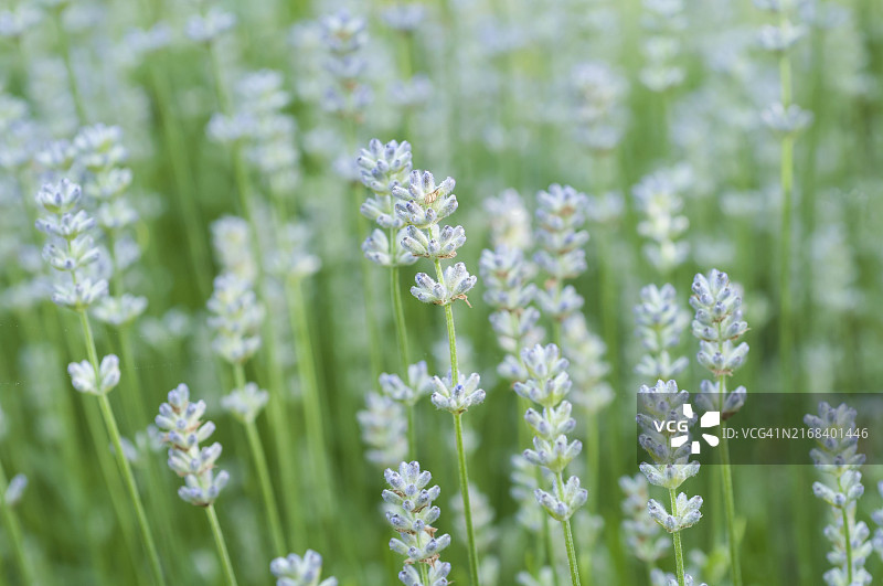 初夏盛开的薰衣草图片素材