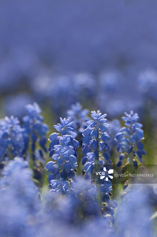 大片的葡萄风信子花田图片素材