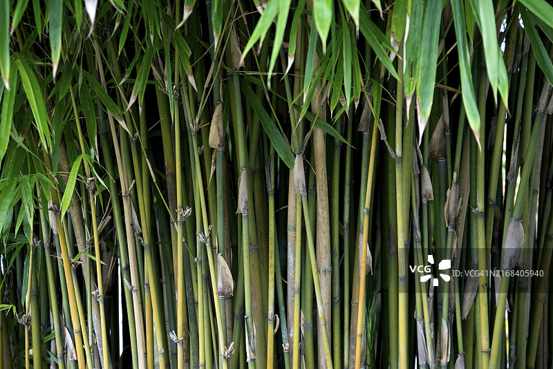亚洲的竹子图片素材