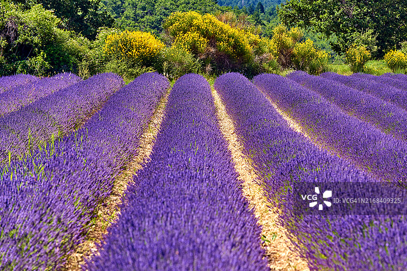 普罗旺斯薰衣草花田背景图片素材
