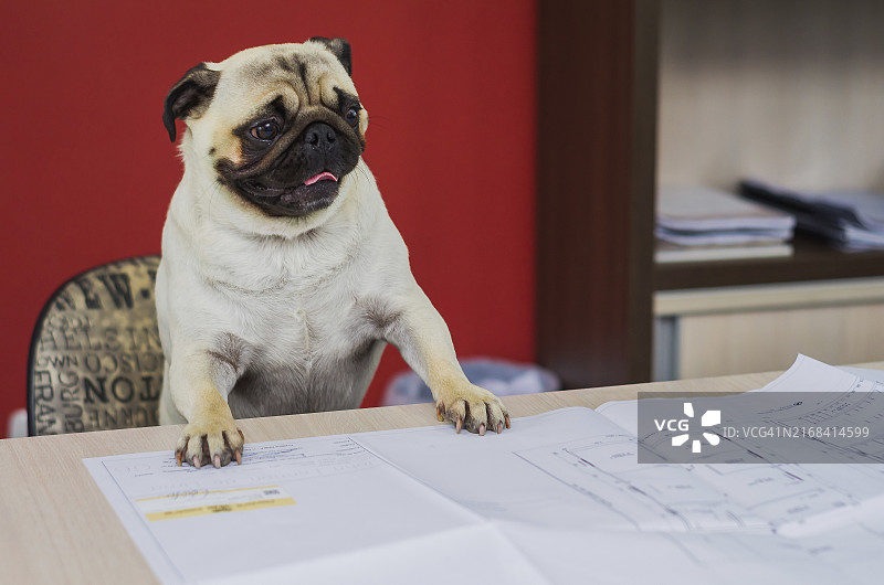 巴哥犬在桌旁工作，爪子放在桌子上图片素材