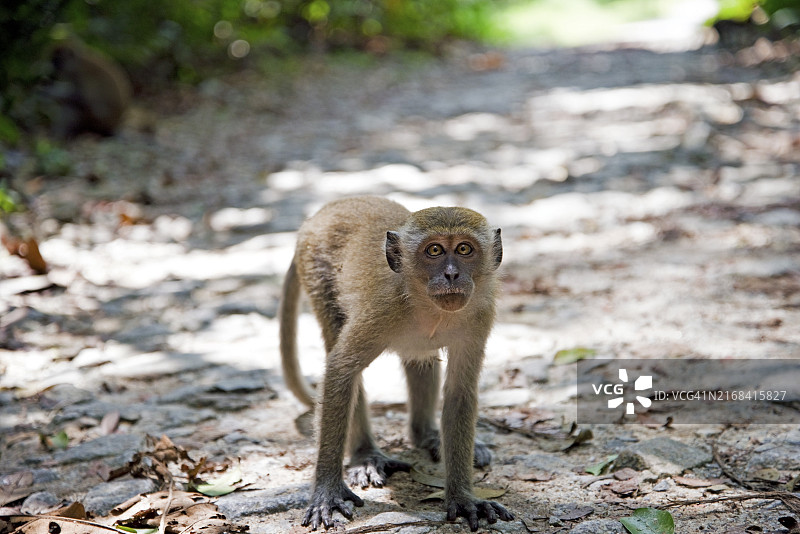 新加坡野生长尾猕猴图片素材