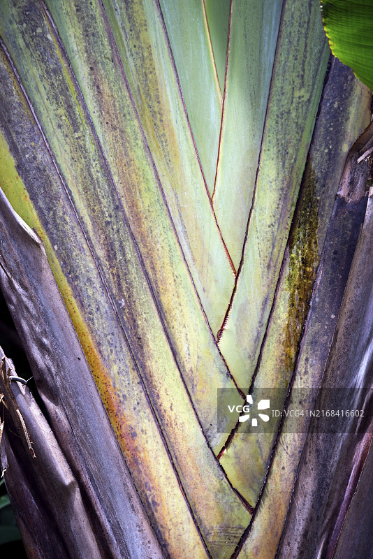 旅人蕉图片素材