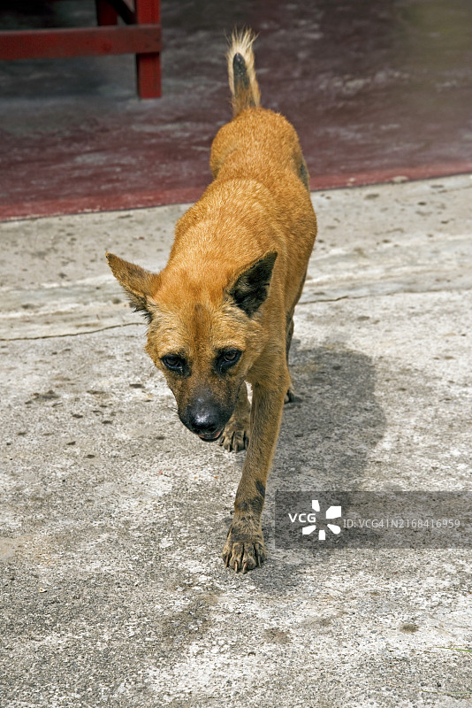 亚洲的流浪狗图片素材