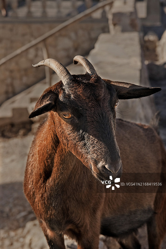 马略卡野山羊图片素材