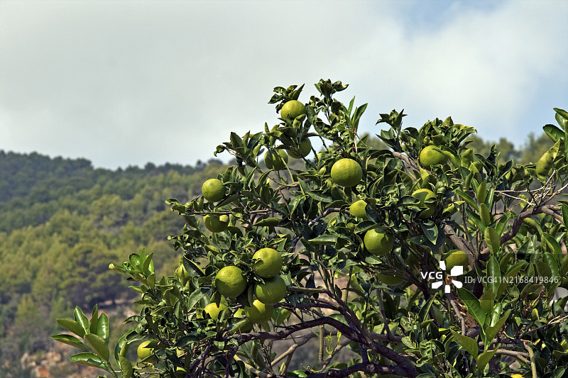 柑橘树图片素材