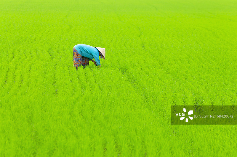 永隆省（越南）的农业景象图片素材