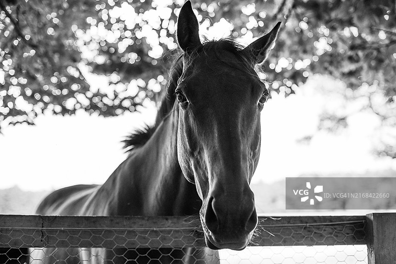 美丽的黑白马匹图像图片素材