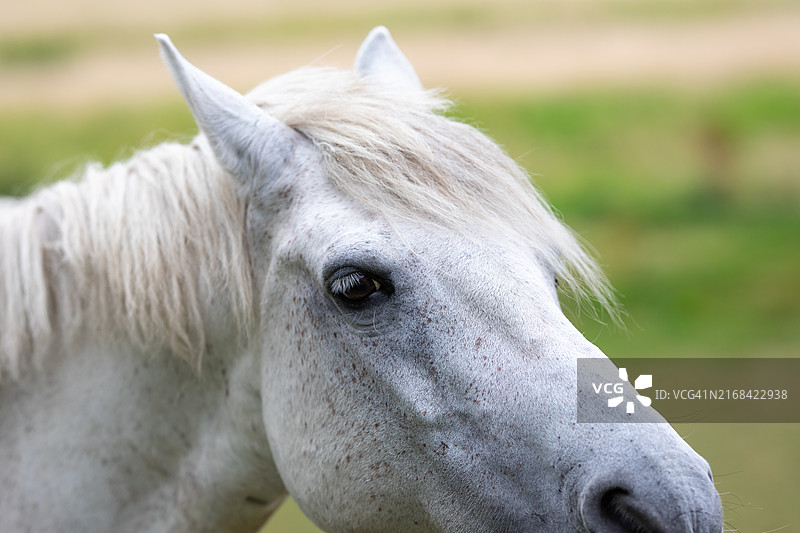 白马特写图片素材