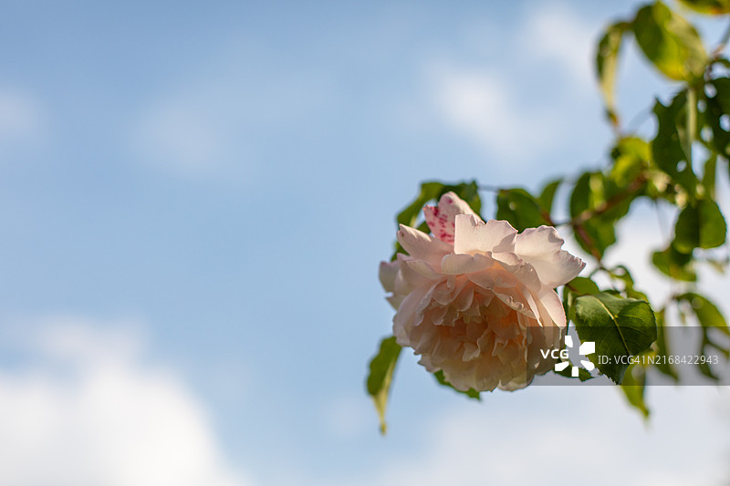 英国玫瑰艺术图片图片素材
