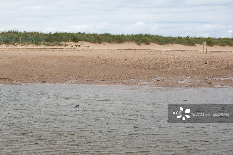 布兰卡斯特海滩观海豹图片素材