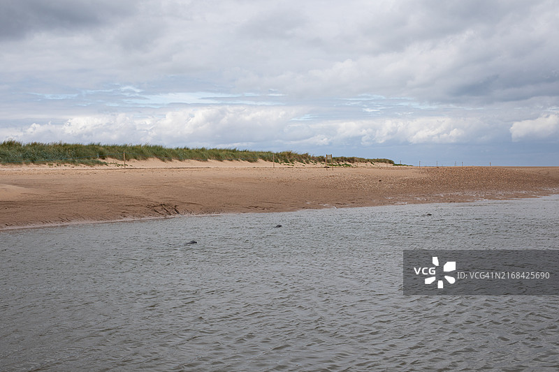 布兰卡斯特海滩上的海豹图片素材
