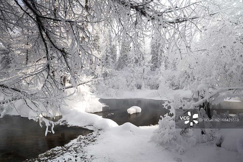 蒙古北部寒冷季节的泰加森林图片素材