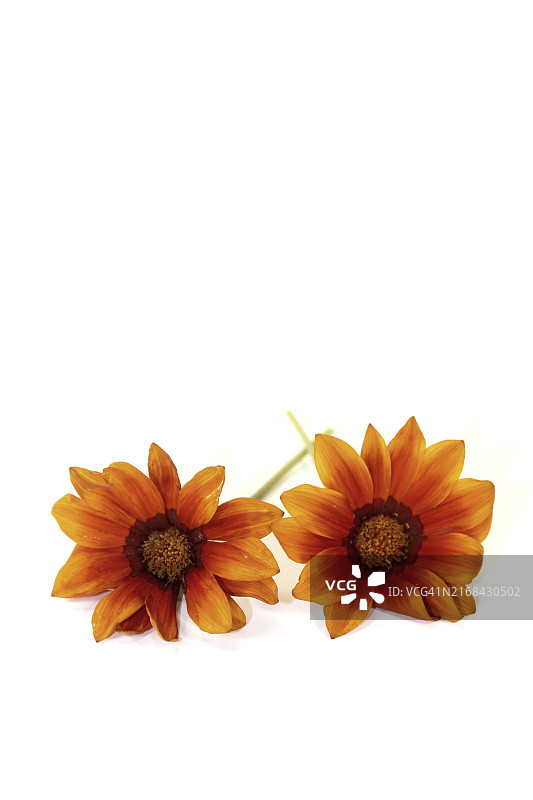 浅色背景下的两朵橙棕色非洲菊图片素材