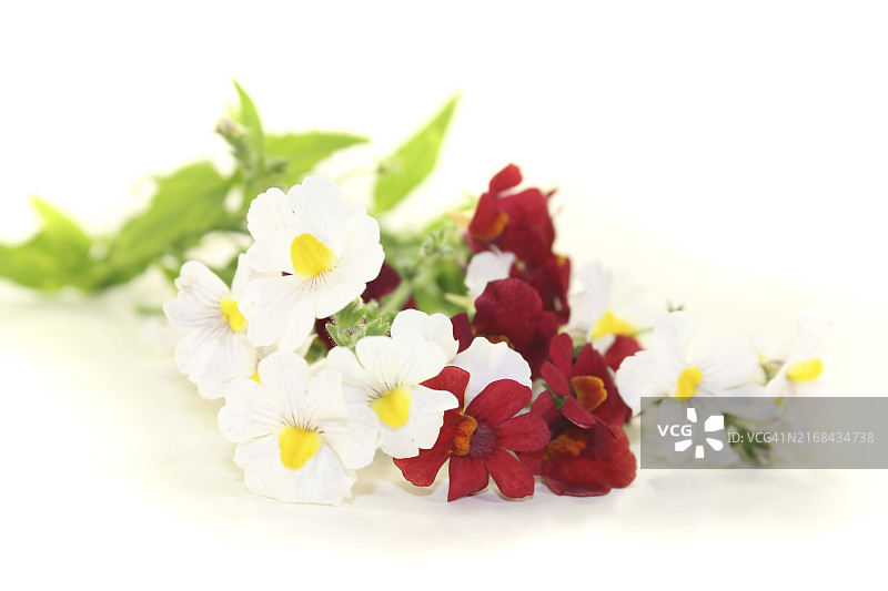 浅色背景下的鲜花仙境镜子图片素材