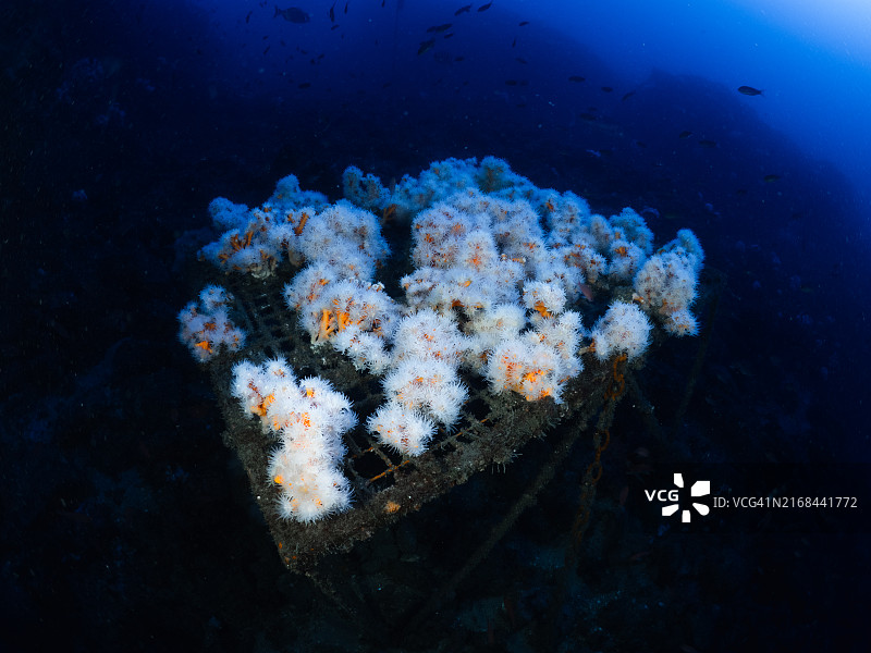 在西班牙拉埃拉杜拉修复和保护橙色珊瑚群的水下结构图片素材