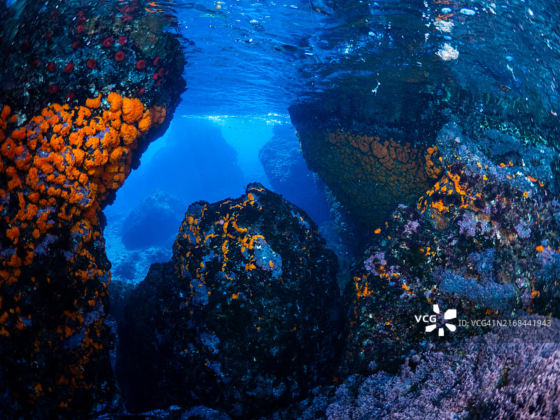 西班牙南部覆盖水下岩石的橙色珊瑚虫图片素材