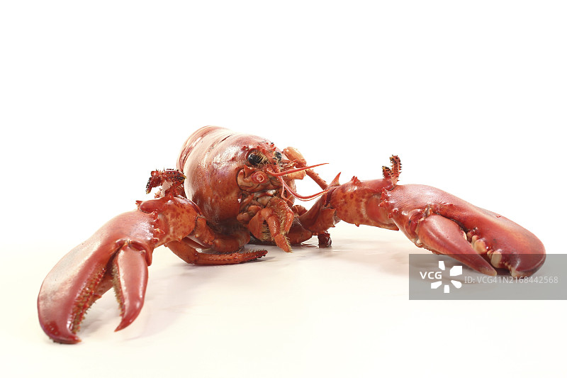 新鲜烹制的红龙虾，白色背景图片素材