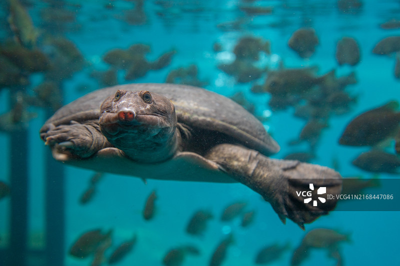 中华鳖在水下鱼群中游泳，美国佛罗里达州蓝色石窟图片素材