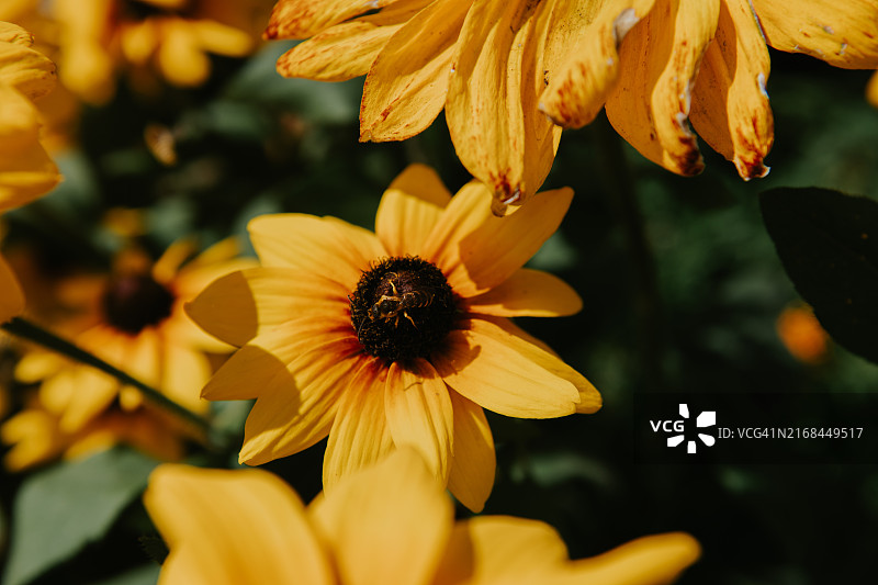 特写：花园中向日葵与采蜜的蜜蜂图片素材