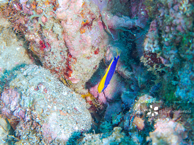 斯塔克氏豆娘鱼，摄于日本静冈县伊豆半岛南伊豆中木比里海滩，2024年8月图片素材