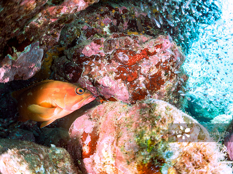 半线天竺鲷、斑点天竺鲷及其他幼鱼和黑边石斑鱼在四脚动物周围群游图片素材