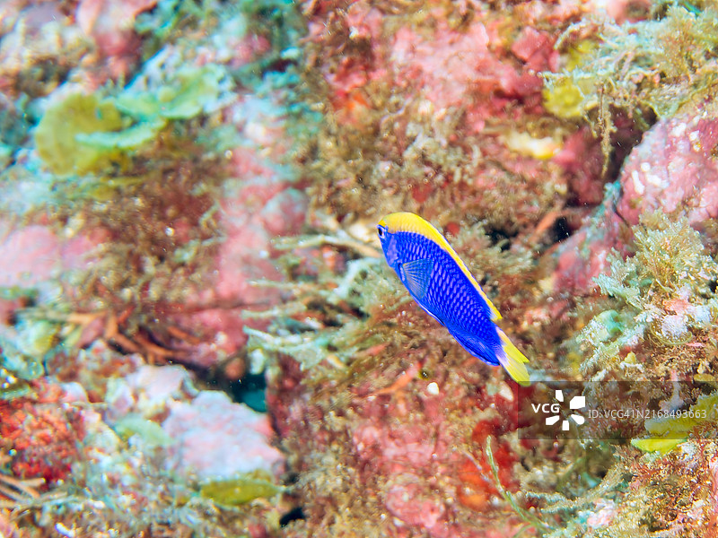 斯塔克氏豆娘鱼，摄于日本静冈县伊豆半岛南伊豆中木比里海滩，2024年8月图片素材