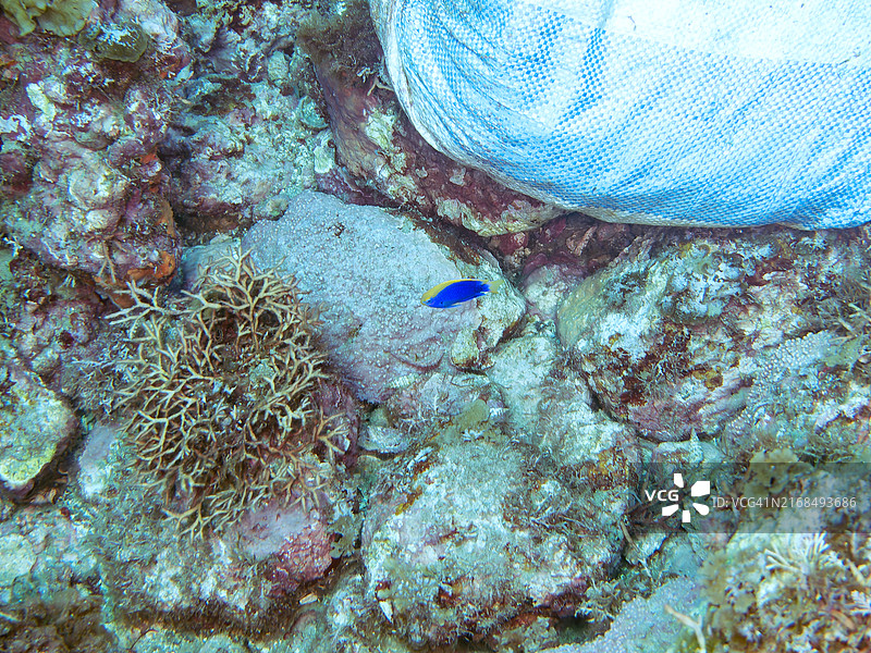 斯塔克氏豆娘鱼，摄于日本静冈县伊豆半岛南伊豆中木比里海滩，2024年8月图片素材