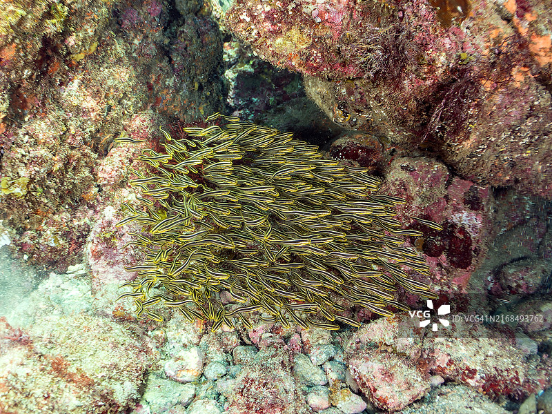 水下洞穴中聚集的漂亮幼年斑颈天竺鲷图片素材