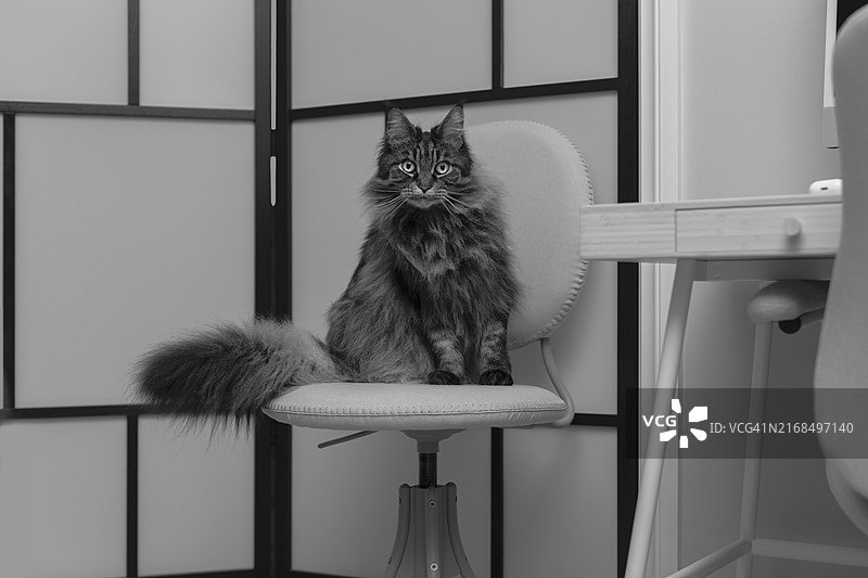 黑白工作女性图片素材