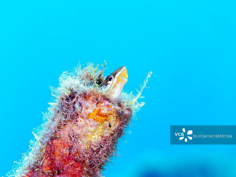 可爱的蓝带管牙鳚居住在管中图片素材