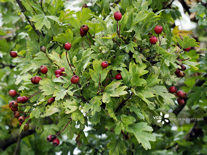 单子山楂的红色浆果图片素材