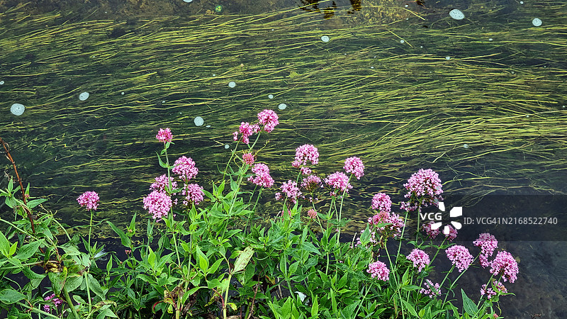戈尔韦郡科里布河畔的红色缬草图片素材