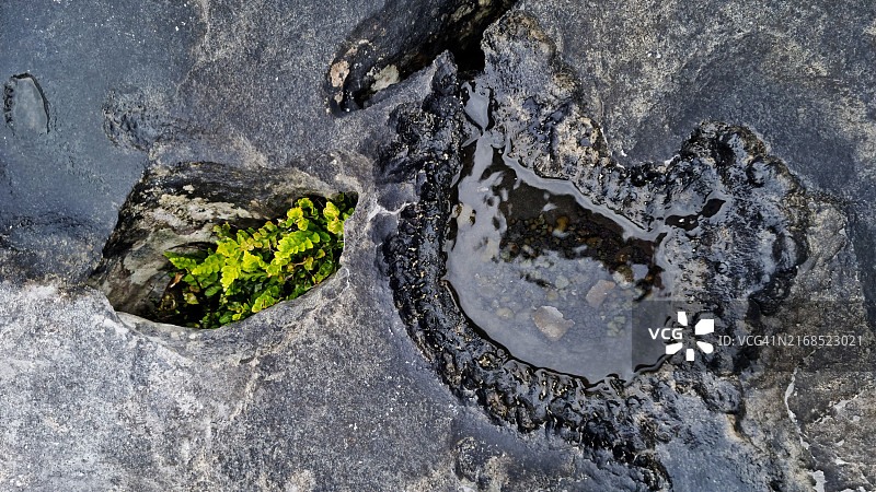 爱尔兰巴利瑞安海滩石灰岩上的小型蕨类植物图片素材