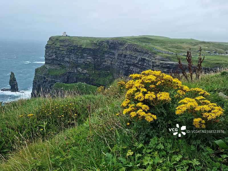 莫赫悬崖上开花的黄色黄菀图片素材